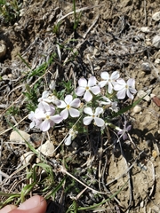 Phlox alyssifolia
