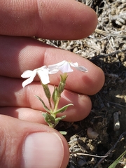 Phlox alyssifolia