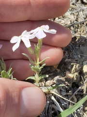 Phlox alyssifolia