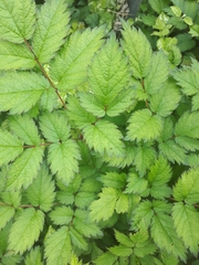 Astilbe japonica