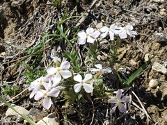 Phlox alyssifolia