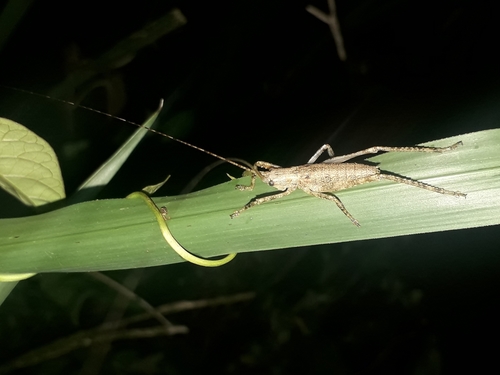 Nesonotus reticulatus