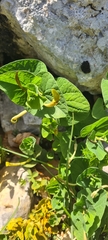 Aristolochia rotunda