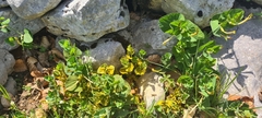Aristolochia rotunda