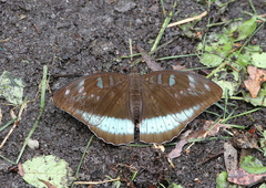 Tanaecia whiteheadi
