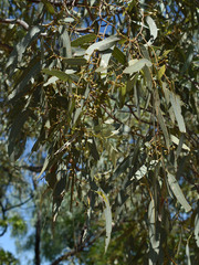 Eucalyptus microtheca