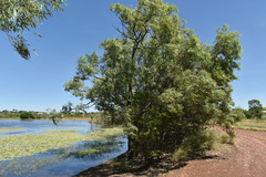 Eucalyptus microtheca
