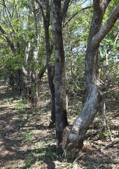 Eucalyptus microtheca