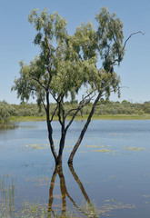 Eucalyptus microtheca