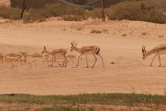 Gazella marica
