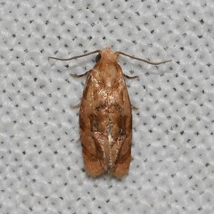 Cochylis bucera