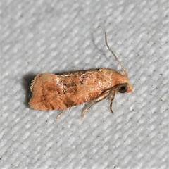 Cochylis bucera