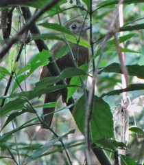 Schiffornis virescens