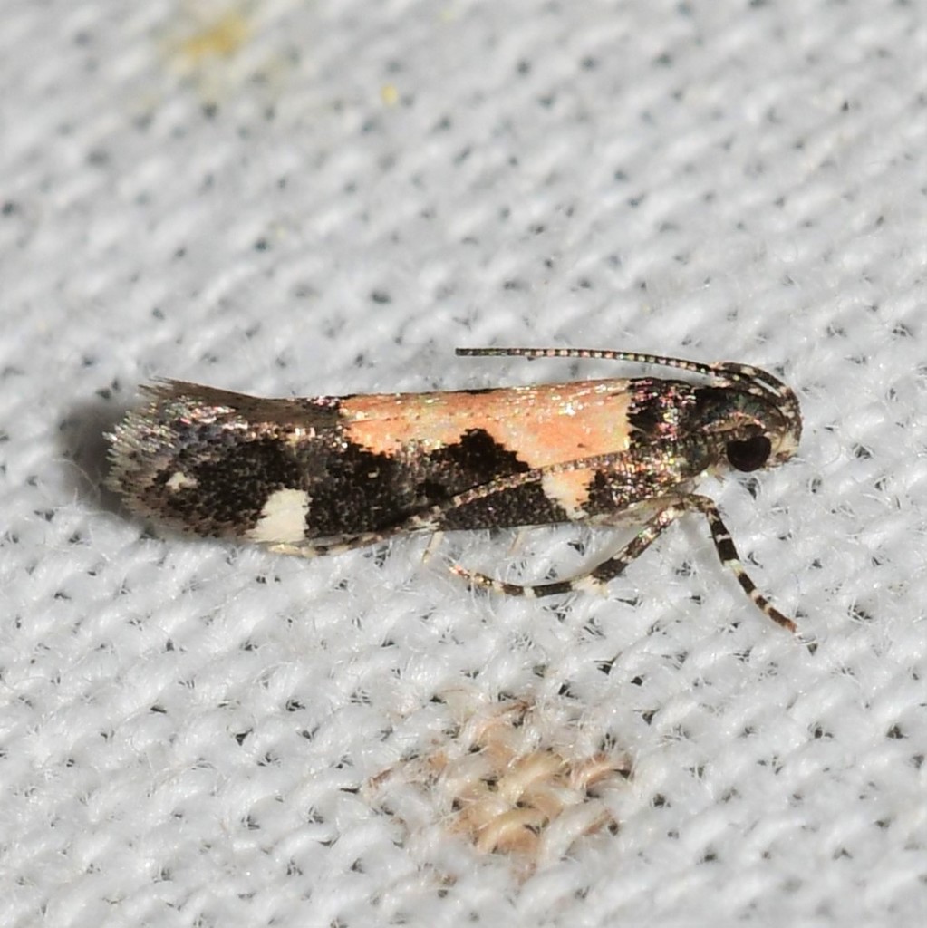 Red-necked Peanutworm Moth