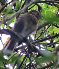 Schiffornis virescens