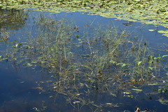 Pseudoraphis spinescens