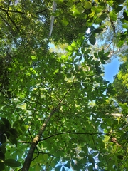 Aspidosperma tomentosum