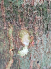 Aspidosperma tomentosum