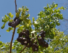 Cathormion umbellatum