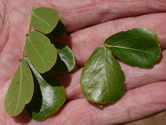 Cathormion umbellatum