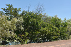 Cathormion umbellatum