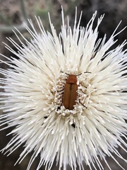 Nemognatha scutellaris