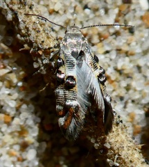 Lithariapteryx abroniaeella