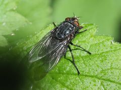 Calliphora vicina