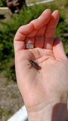 Dorcadion holosericeum