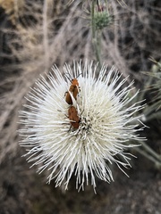 Nemognatha scutellaris