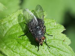Calliphora vicina