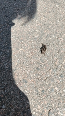 Dorcadion holosericeum