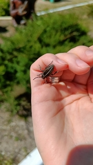 Dorcadion holosericeum