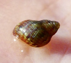 Eulithidium