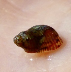 Eulithidium