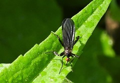 Rhamphomyia longicauda