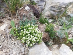 Galium pusillum