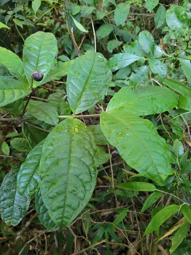 Myrcia anacardiifolia · iNaturalist