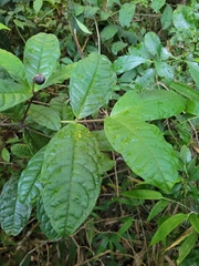 Myrcia anacardiifolia
