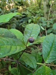 Myrcia anacardiifolia