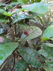 Myrcia anacardiifolia