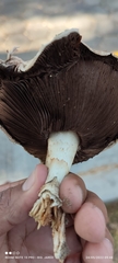 Agaricus
