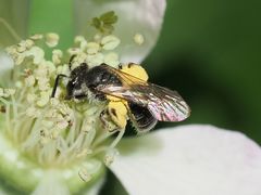 Andrena