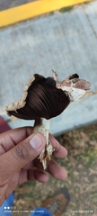Agaricus