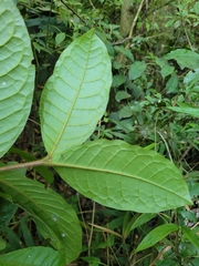 Myrcia anacardiifolia