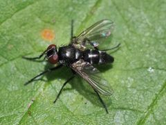 Gastrolepta anthracina