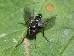 Gastrolepta anthracina