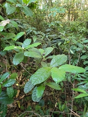 Myrcia anacardiifolia