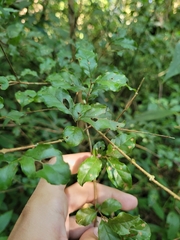 Campomanesia xanthocarpa