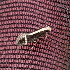 Aroga paraplutella